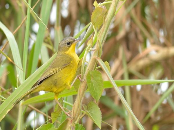 <h3><a href="/trips/salesopolis-2014/biota/animalia/chordata/aves/040 passeriformes/122 parulidae/geothlypis aequinoctialis/geothlypis aequinoctialis-nl.html">Geothlypis&nbsp;aequinoctialis</a> / Masked&nbsp;yellowthroat / Evenaarmaskerzanger</h3><p>Jonge vogel</p>NIKON D7100 met AF-S Nikkor 300mm f/2.8G IF-ED VR II, 1/200 sec  bij F5.0, ISO 320, afstand 11.8&nbsp;m
